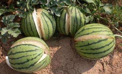 徽县吃瓜网红事件真相,揭秘背后真相与网络舆论漩涡